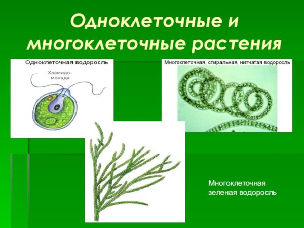 Строение многоклеточных растений