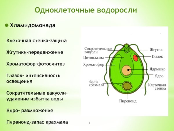 Одноклеточные растения хламидомонада