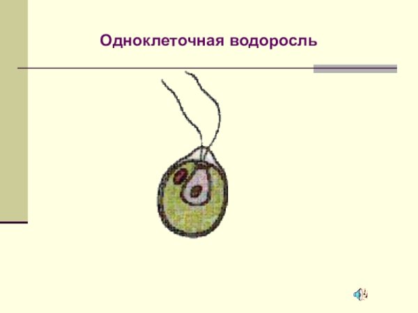 Строение одноклеточных водорослей