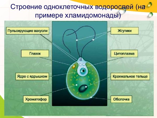 Строение водорослей 5 класс биология