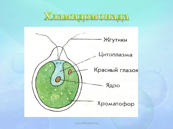 Хламидомонада 5 класс биология