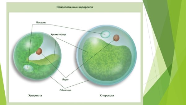 Строение клетки водоросли хлорелла