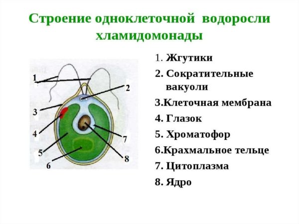 Одноклеточные водоросли строение клетки