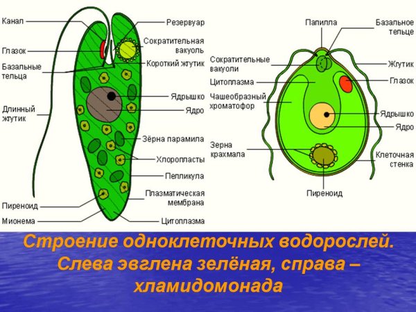 Строение клетки водоросли хламидомонады