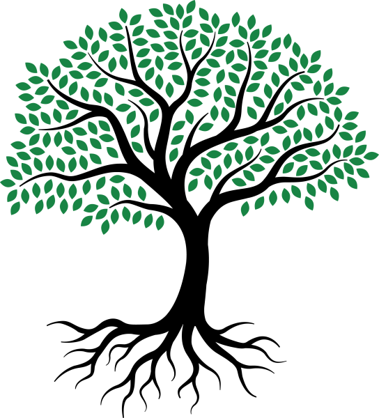 Корни дерева