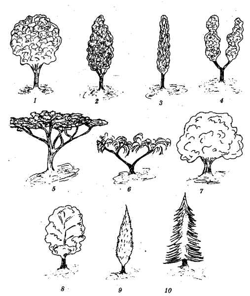 Крона дендрология