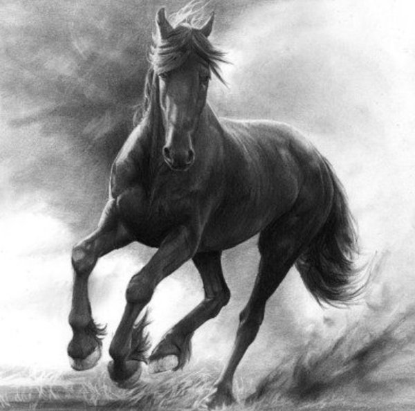Картина лошади черно белая