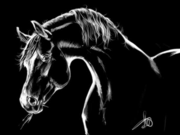 Силуэт лошади на черном фоне