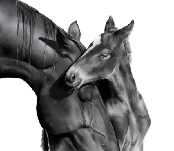 Конь черно белый