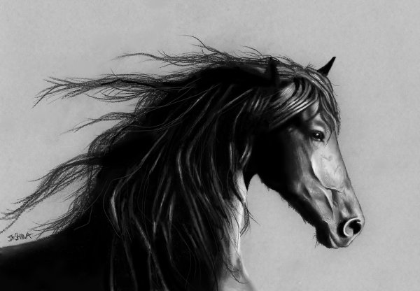 Картина лошади черно белая
