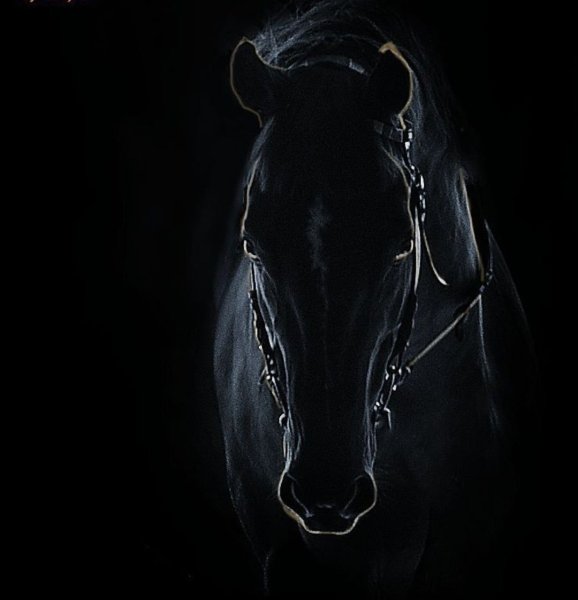 Конь на черном фоне
