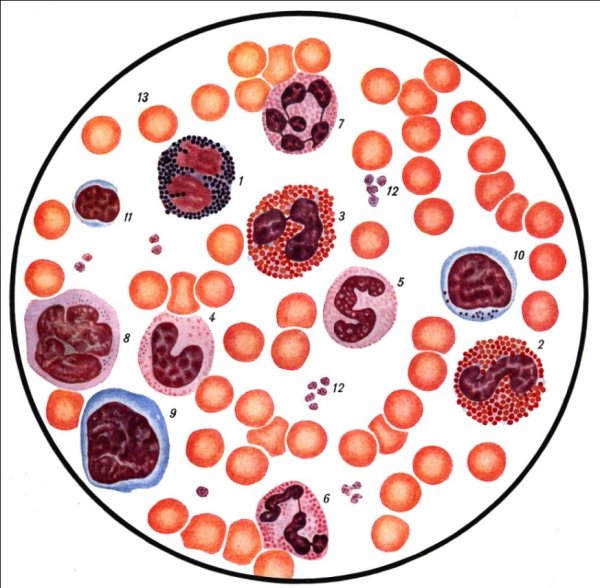 Зарисовка форменных элементов крови мазок крови человека