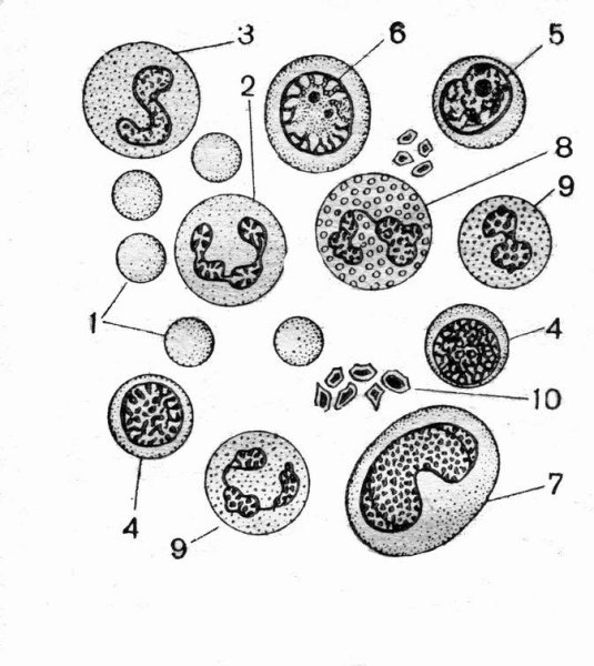 Мазок крови человека форменные элементы