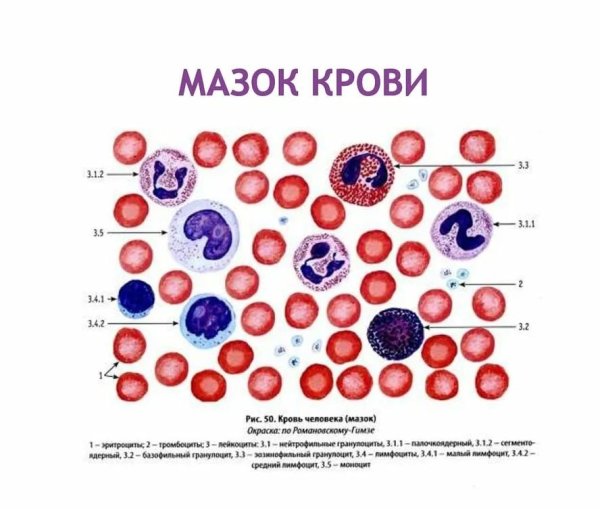 Лейкоцитарная формула микроскопия