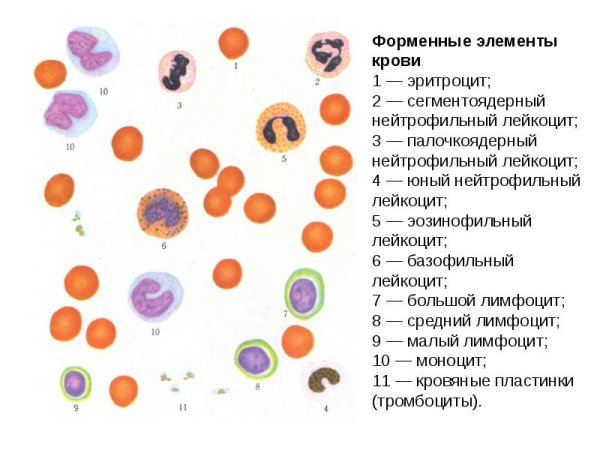 Клетки форменных элементов периферической крови в норме