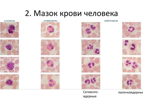 Мазок крови гистология препарат