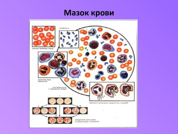 Мазок крови человека рисунок