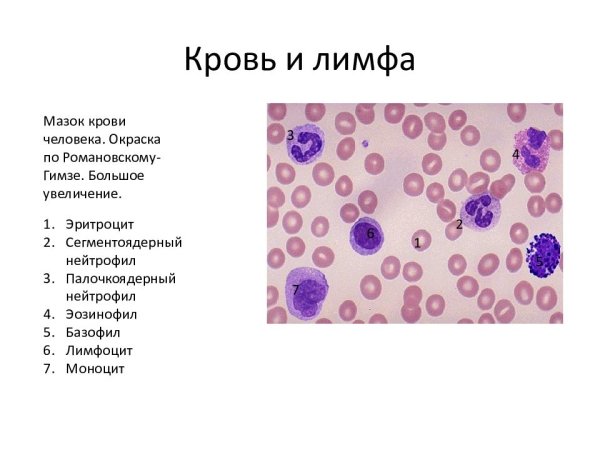 Окраска мазка крови по Романовскому Гимза