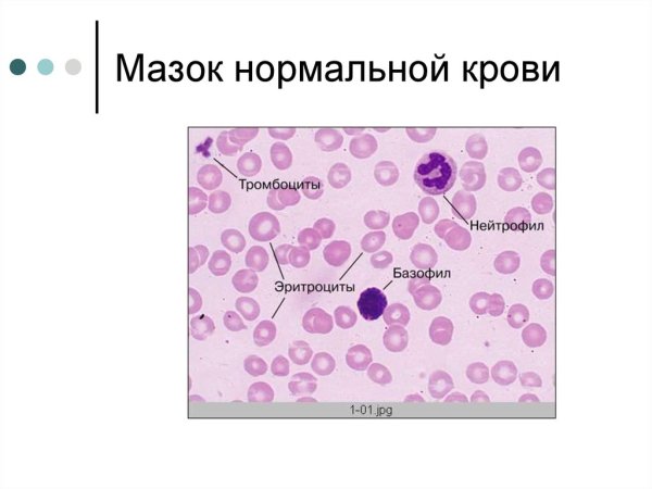 Мазок крови человека гистологический препарат