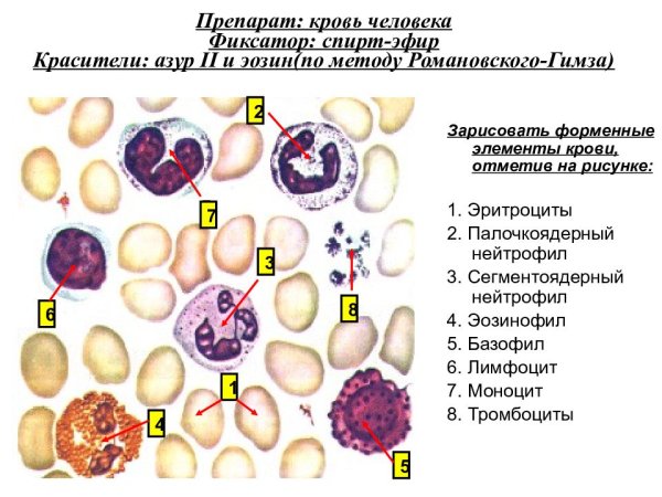 Препарат мазок крови человека окраска Азур 2-эозином