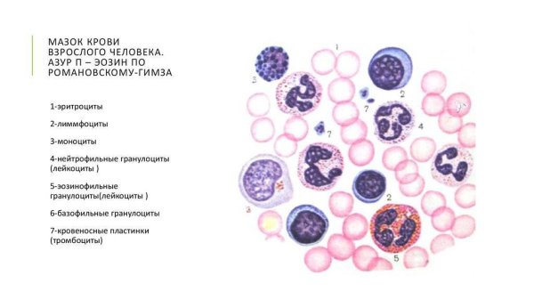 Мазок крови окраска Азур 2 эозином по Романовскому