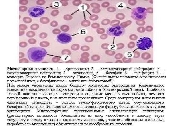 Препарат мазок крови человека . Окраска по Романовскому-Гимза
