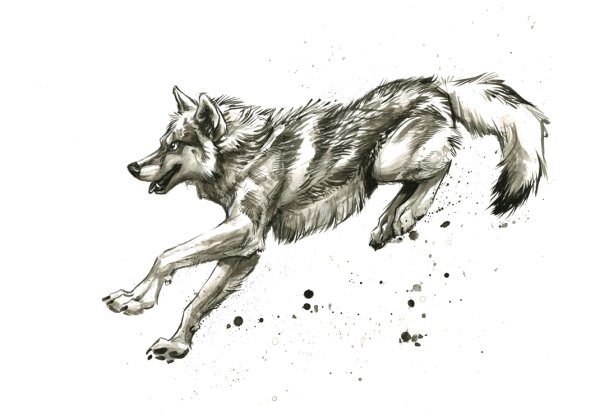Волк иллюстрация