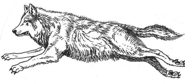 Зарисовки животных карандашом