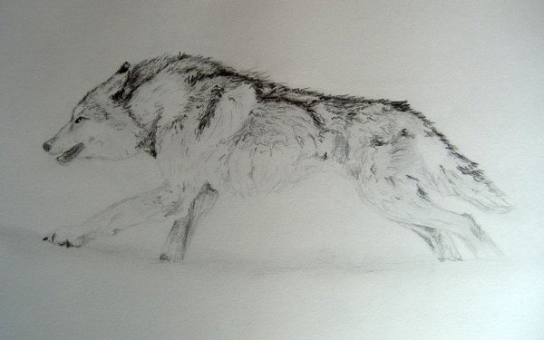 Волк в прыжке силуэт