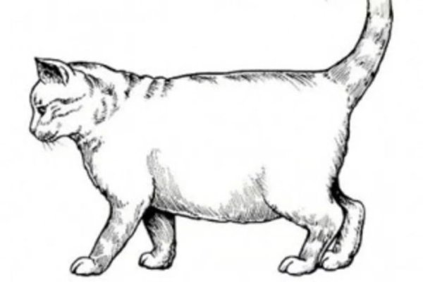 Кошка вид сбоку