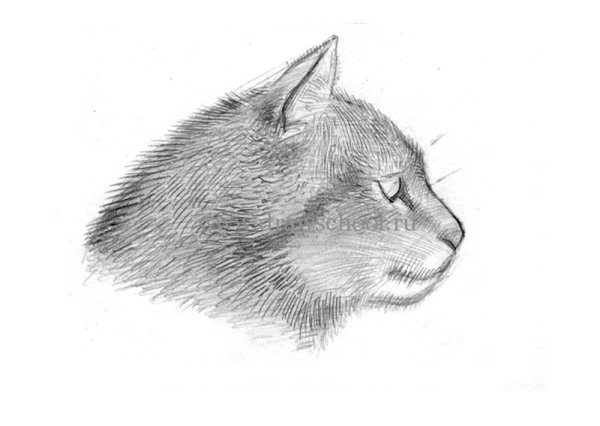 Морда кошки сбоку рисунок