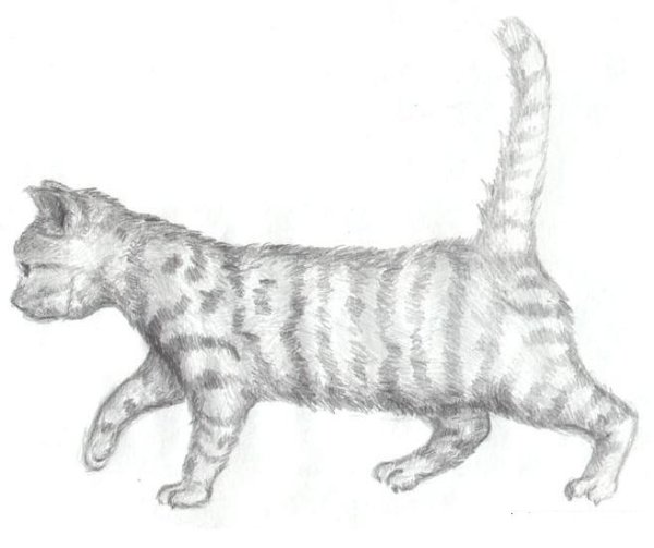 Кошка вид сбоку рисунок