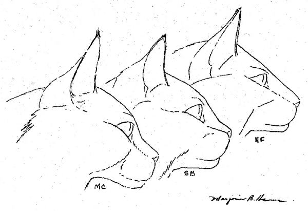 Голова кота сбоку референс