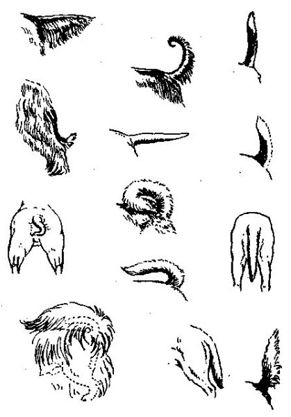 Типы хвостов у собак