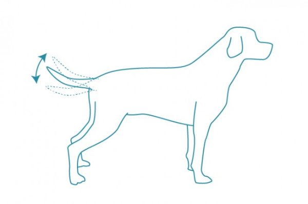 Хвост виляет собакой