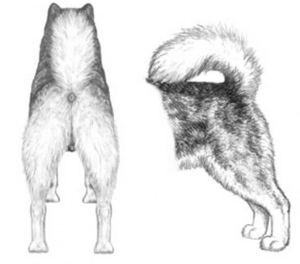 Лапа маламута