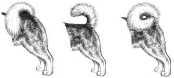 Собака с закрученным хвостом