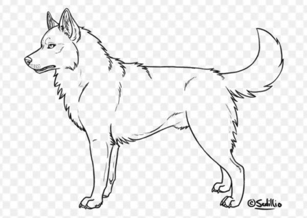 Овчарка раскраска для детей