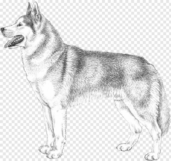 Раскраска собака хаски