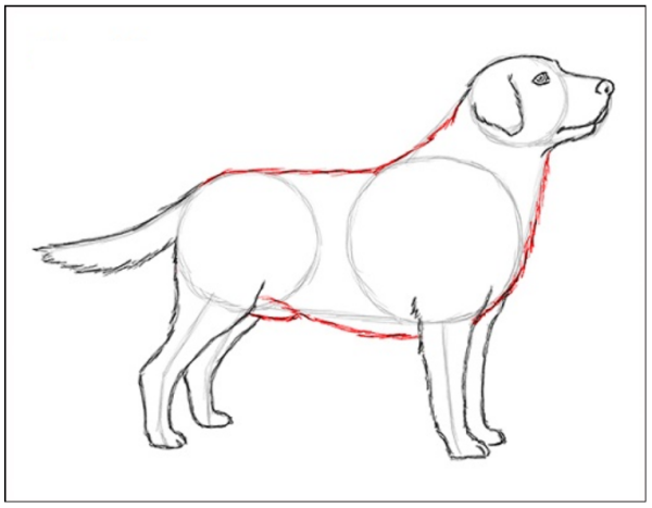 Пошаговый рисунок собаки лабрадора