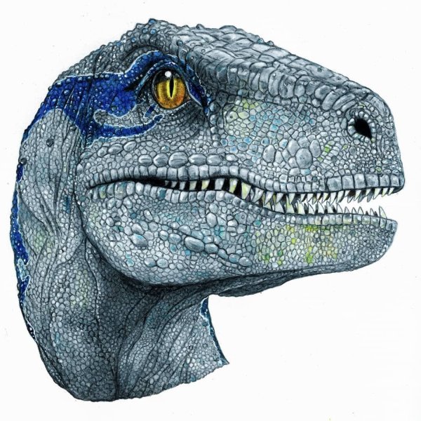 Раптор Блю 524х1128