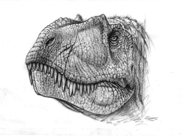 Динозавр рисунок карандашом