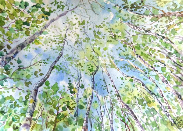 Березовая роща акварелью