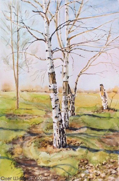 Береза акварелью