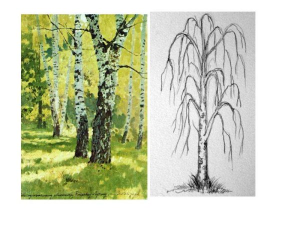 Рисование березы летом и осенью