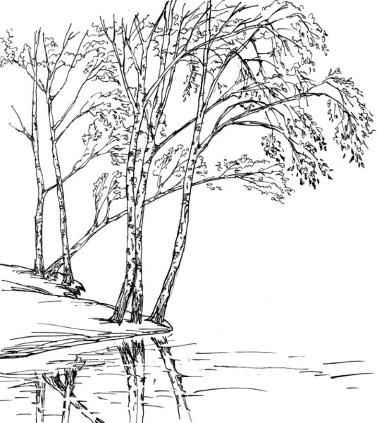 Береза раскраска