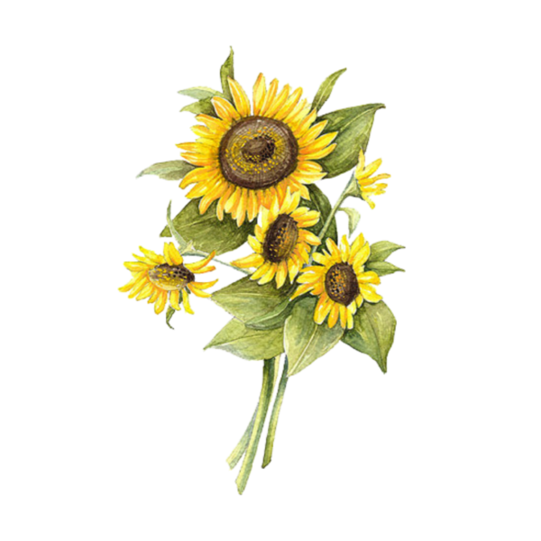 Botanical illustration подсолнух