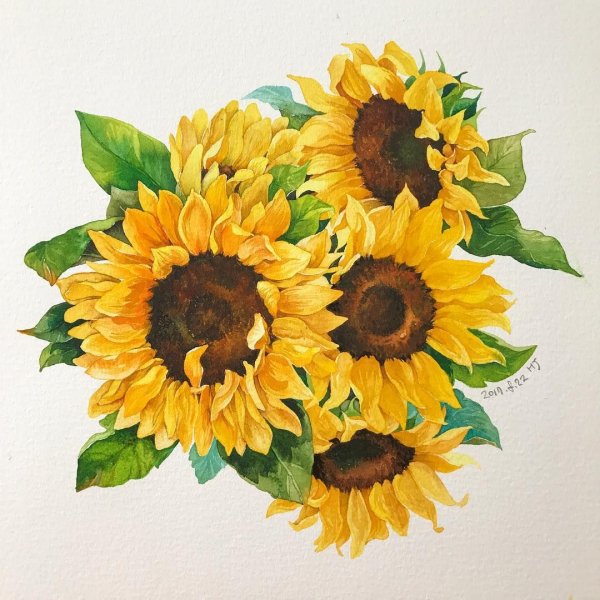 Подсолнухи акварелью