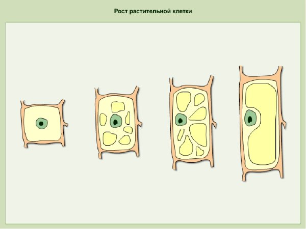 Схема роста растительной клетки