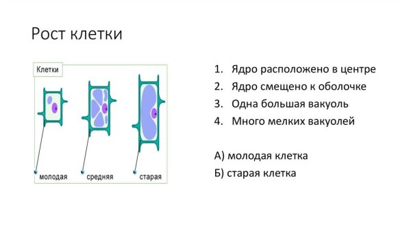 Рост вакуоли клетки